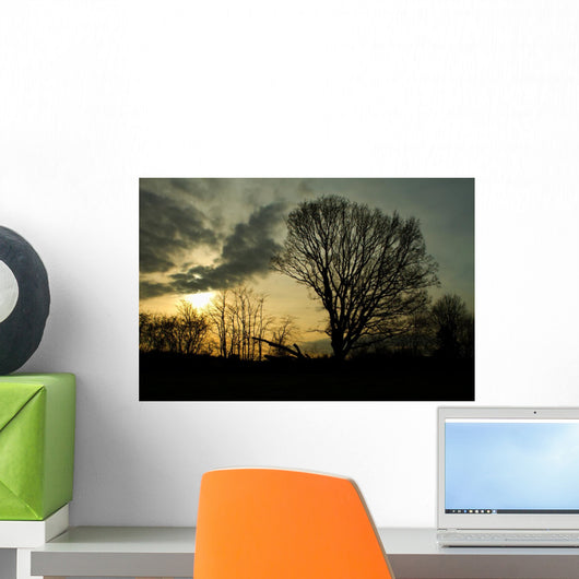 trees in a countryside scene at sunset Wall Mural