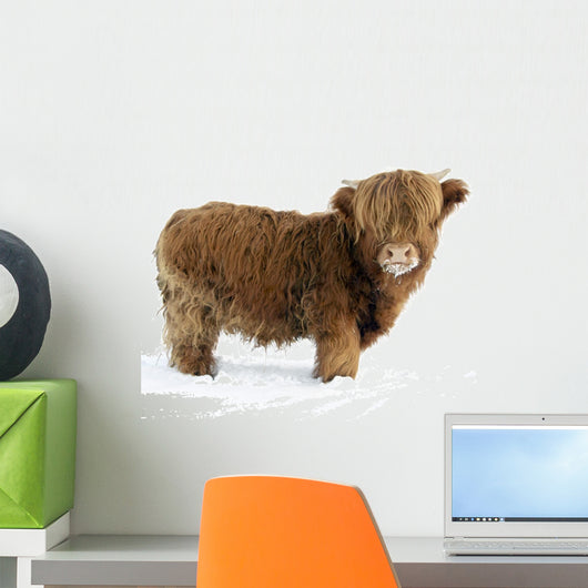 Young Highland Cattle standing in the snow Wall Decal