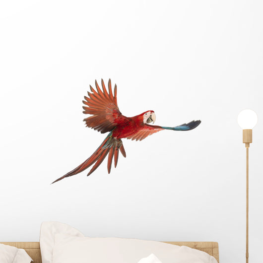 Green-winged Macaw in Flight Wall Decal