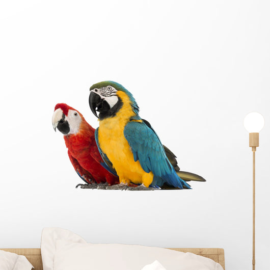 Blue-and-yellow Macaw Wall Decal
