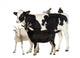 Calf, 8 months old, standing with a Polish chicken and a hen Wall Decal