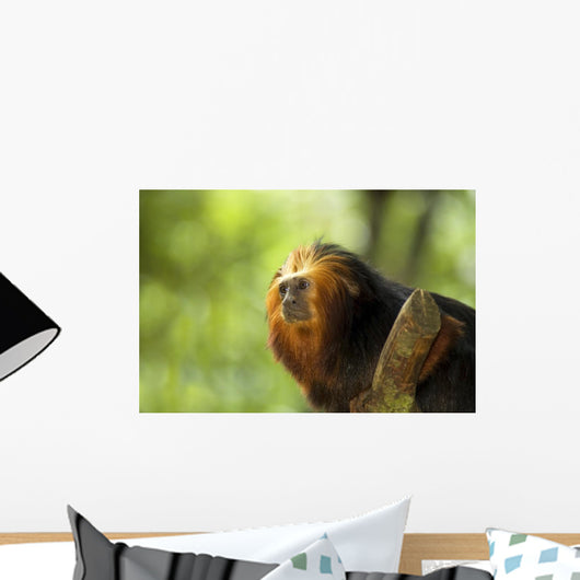 Golden-headed Lion Tamarin