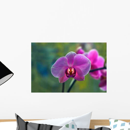 Orchidee Phalaenopsis Wall Decal