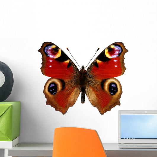 European Peacock Butterfly Inachis