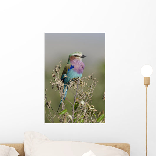 Rollier Lilac Chest Coracias Wall Mural