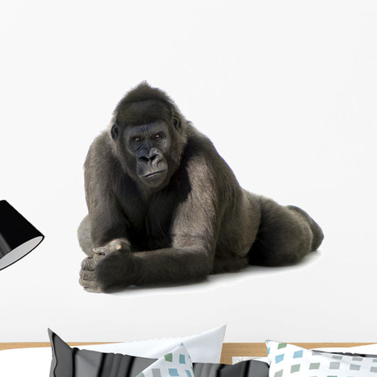 Young Silverback Gorilla Wall Decal