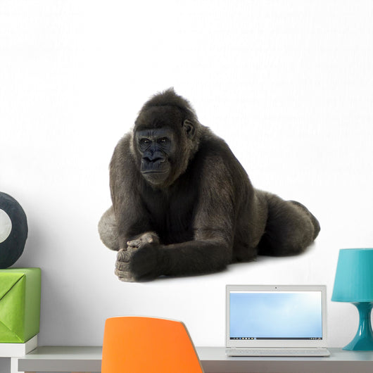 Young Silverback Gorilla Wall Decal