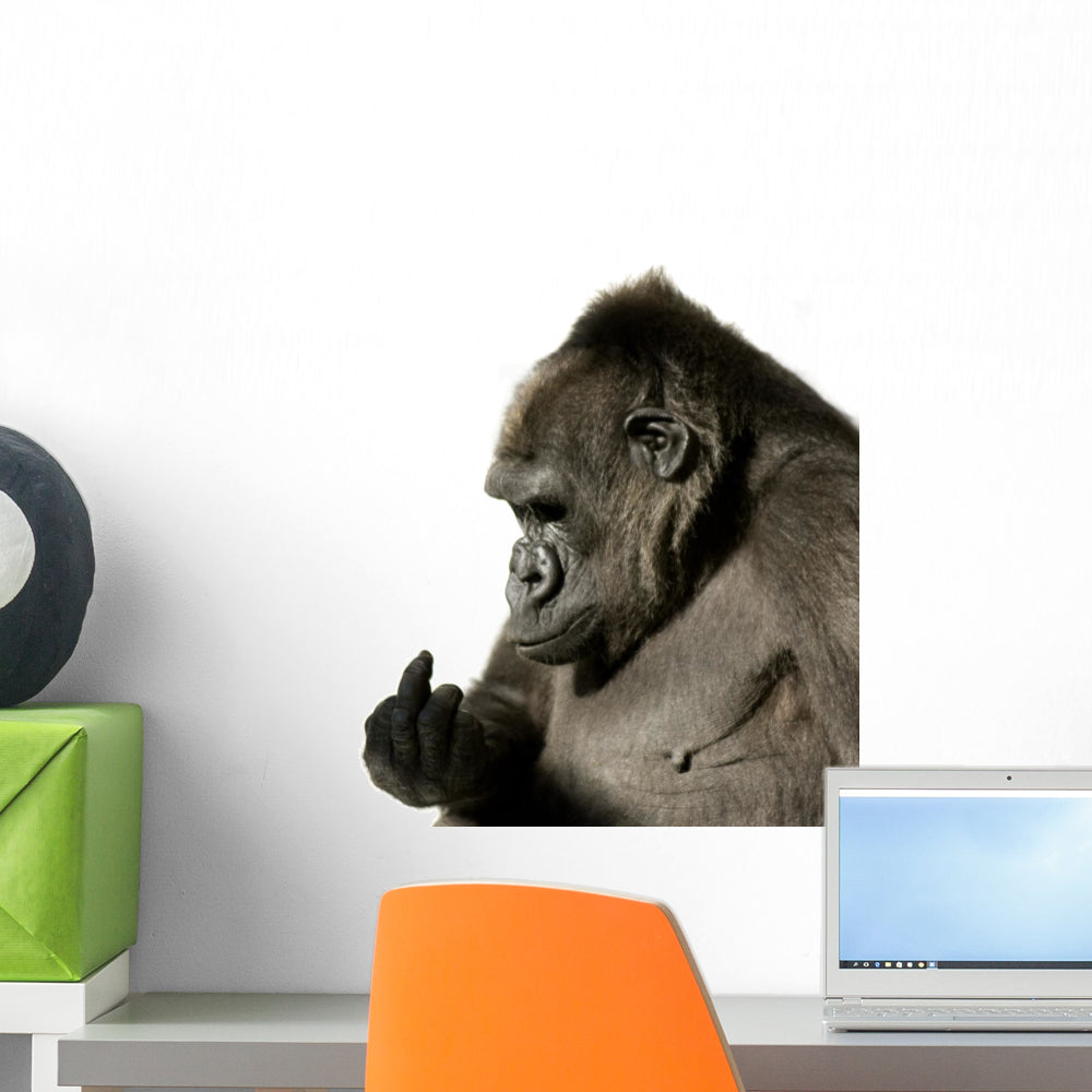 Young Silverback Gorilla Wall Decal - WallMonkeys.com – Wallmonkeys