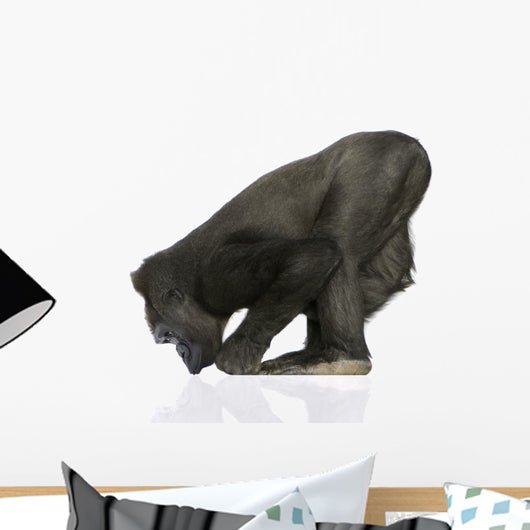 Young Silverback Gorilla Wall Decal