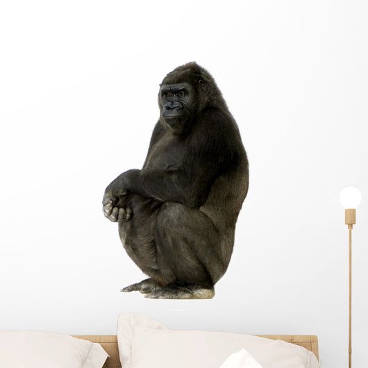 Young Silverback Gorilla Wall Decal