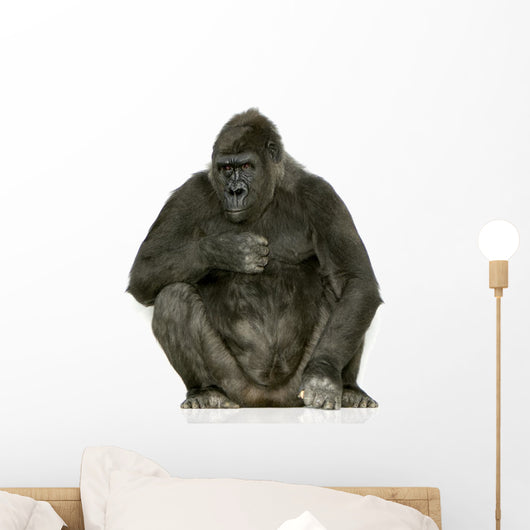 Young Silverback Gorilla Wall Decal