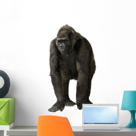 Young Silverback Gorilla Wall Decal