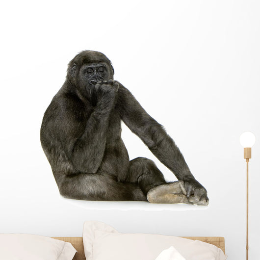 Young Silverback Gorilla Wall Decal