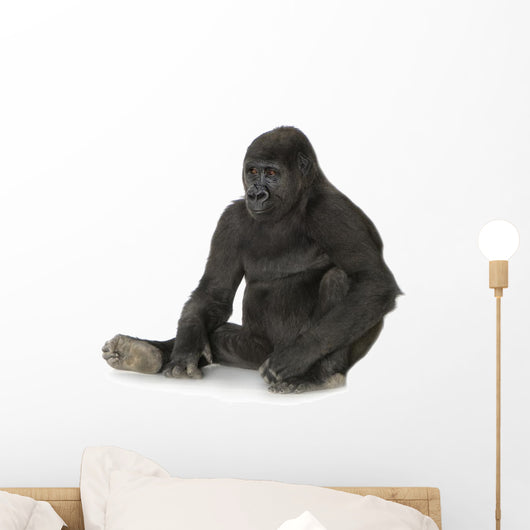Young Silverback Gorilla Wall Decal