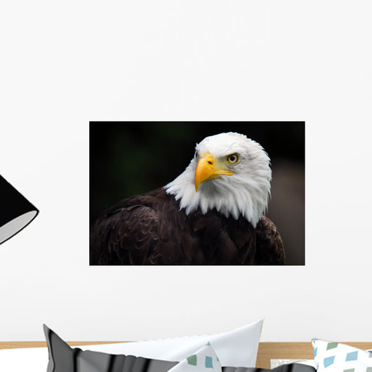 American Bald Eagle Haliaeetus Leucocephalus Wall Mural