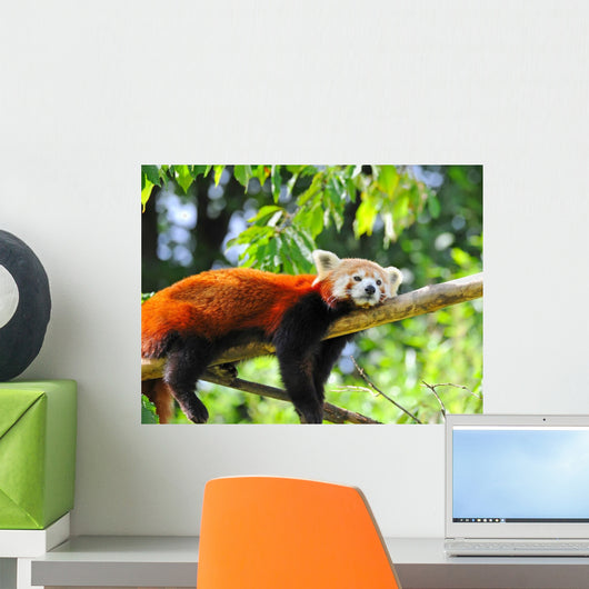 Red Panda Tree