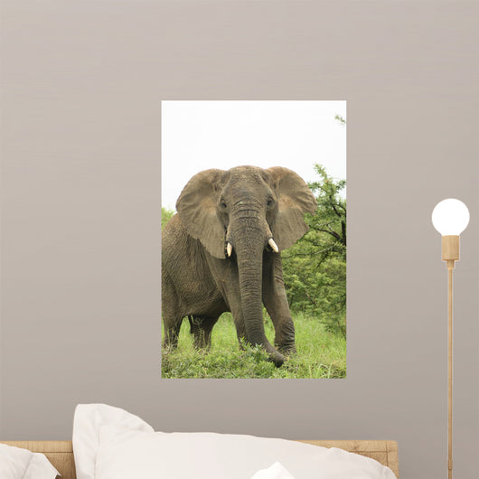 Elephant Wall Mural