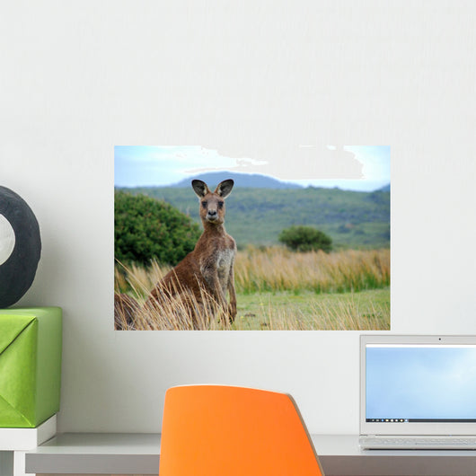 Wild kangaroo in outback Wall Mural