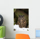 Uhu Eurasian Eagle-owl Bubo