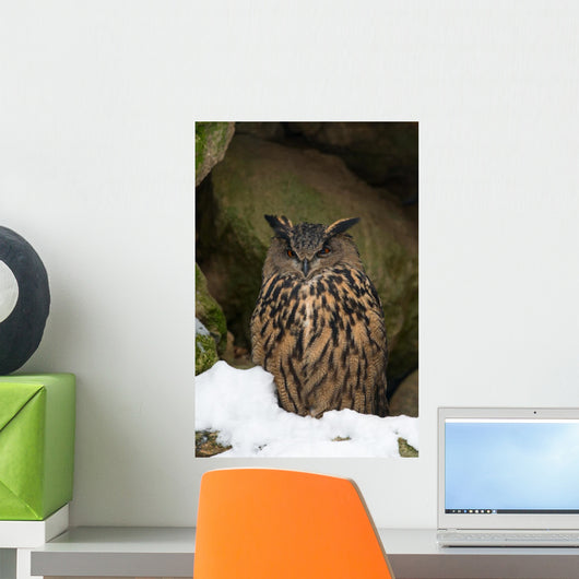 Uhu Eurasian Eagle-owl Bubo