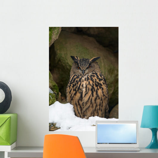 Uhu Eurasian Eagle-owl Bubo