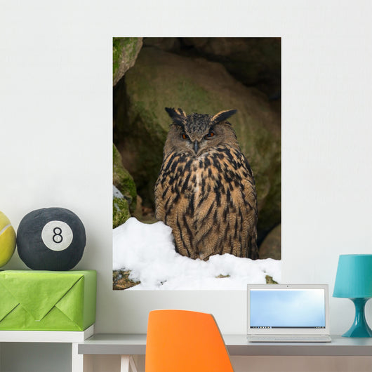 Uhu Eurasian Eagle-owl Bubo