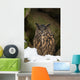 Uhu Eurasian Eagle-owl Bubo