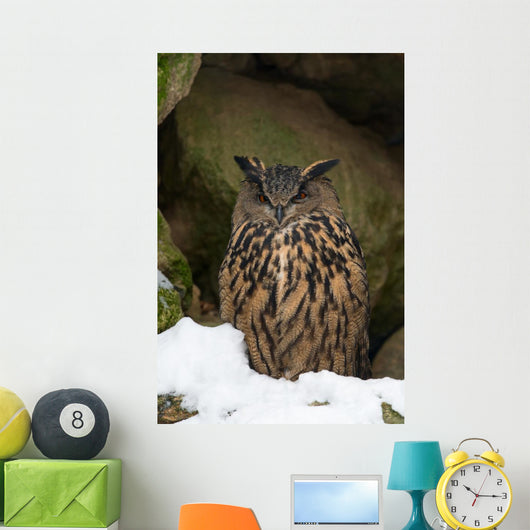 Uhu Eurasian Eagle-owl Bubo