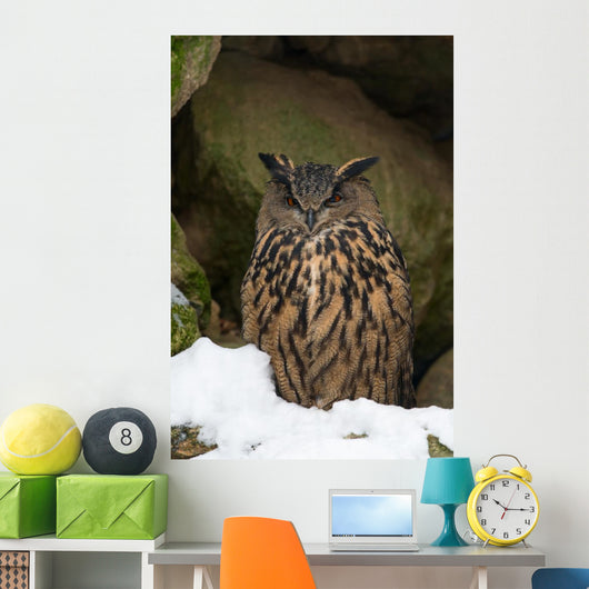 Uhu Eurasian Eagle-owl Bubo