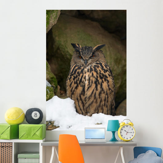 Uhu Eurasian Eagle-owl Bubo