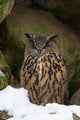 Uhu Eurasian Eagle-owl Bubo