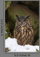 Uhu Eurasian Eagle-owl Bubo