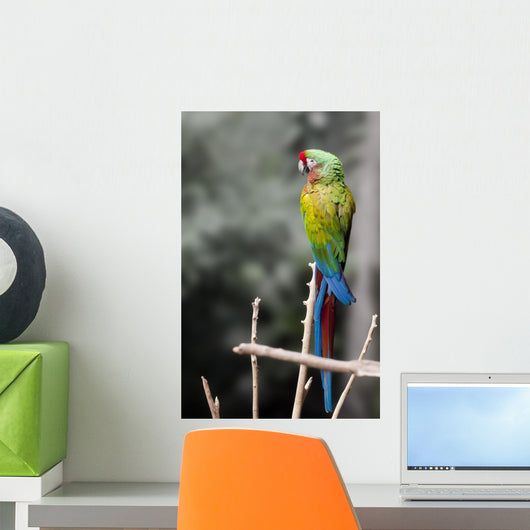 Macaw Beautiful Sitting on Branch Wall Mural