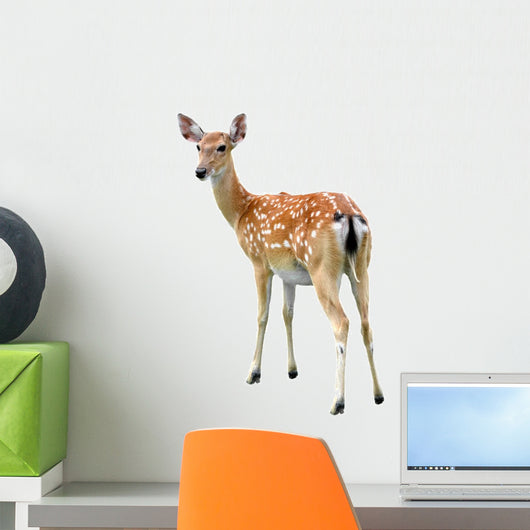 Sika Deer