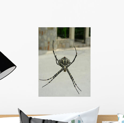 Spinne
