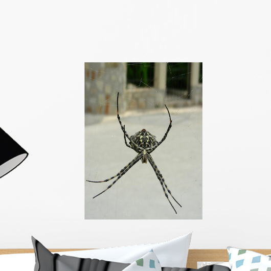 Spinne