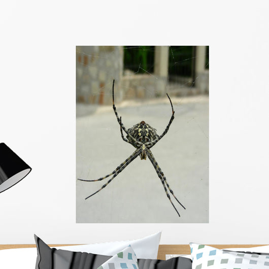 Spinne