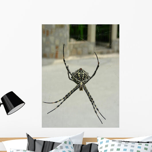 Spinne