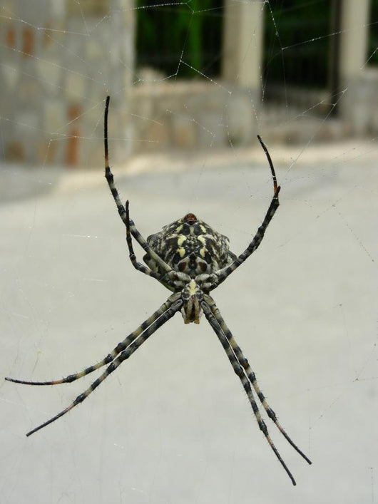 Spinne