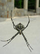 Spinne