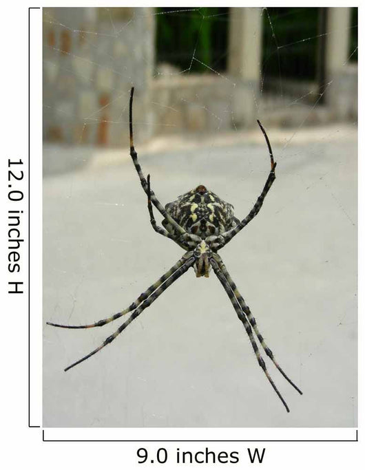Spinne