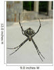 Spinne