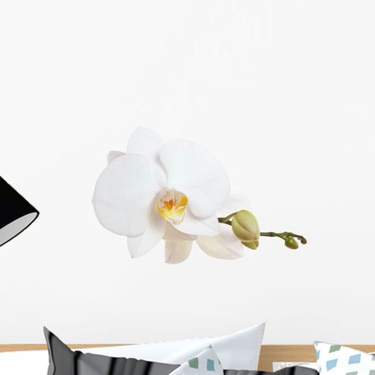 White Orchid Closeup