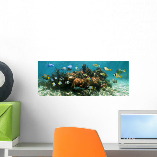 Underwater Panorama Coral Reef