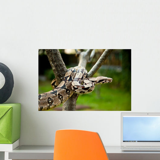 Up Columbia Boa Constrictor