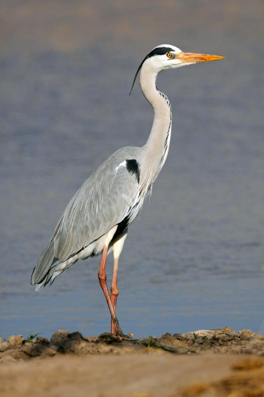 Grey Heron Ardea Cinerea Wall Mural