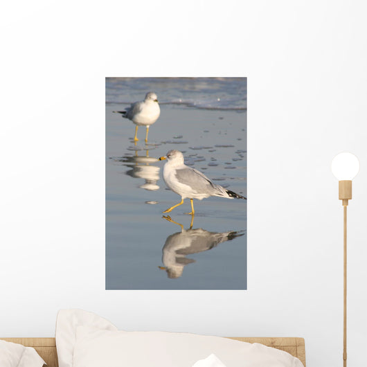 Gull Reflections Wall Mural