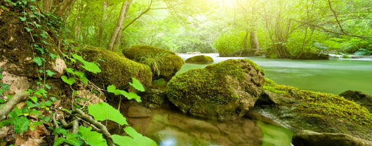 River Forest