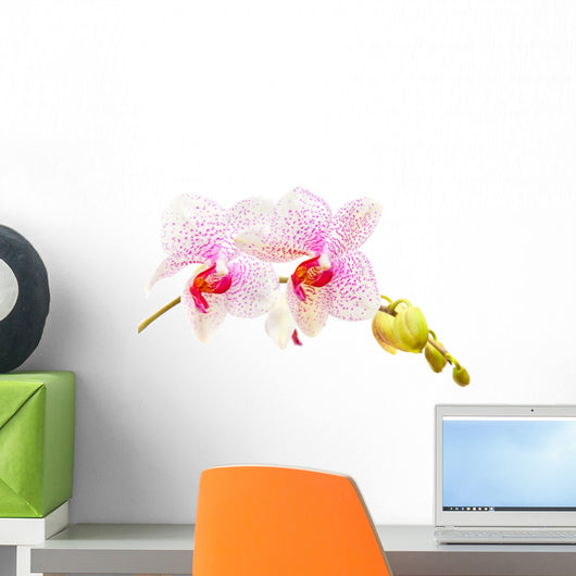 Moth Orchids - Phalaenopsis Close-up Wall Decal