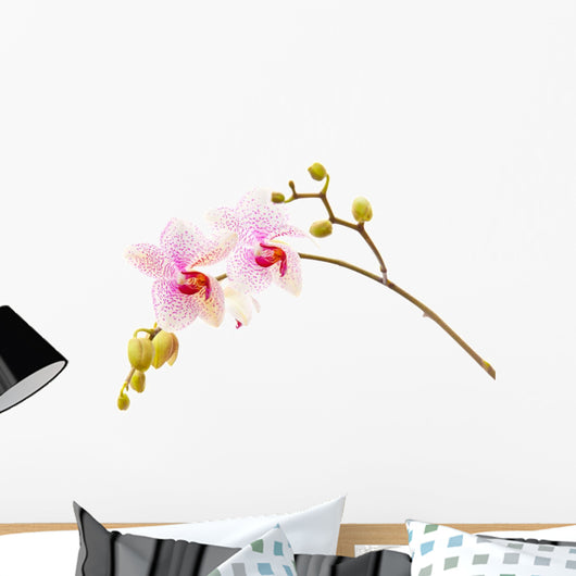 pink phalaenopsis orchid Wall Decal